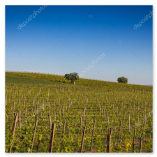 Colline del Monferrato lungo il percorso del raduno